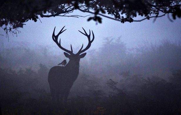 First Day Of Autumn In Richmond Park...LONDON, ENGLAND - SEPTEMB