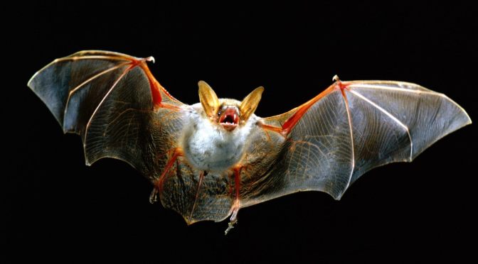 Urban Bat Ecology