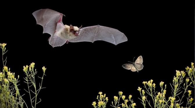 Urban Ecology and Impacts on Bats