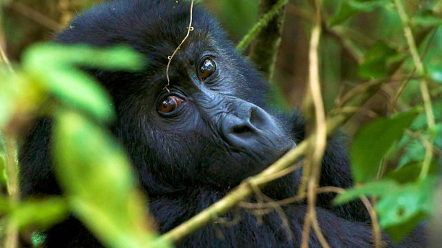 Meet the Grauer’s Gorillas: a virtual reality