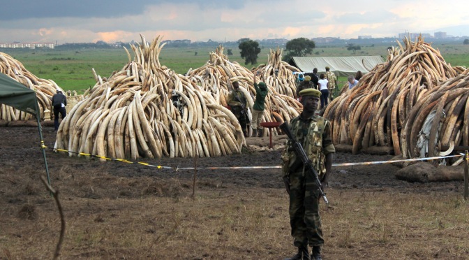Ivory Burn: A day before Kenyan history
