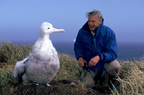 David-Attenborough-Albatross-500px